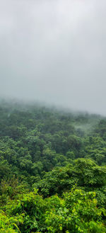 Scenic view of forest against sky