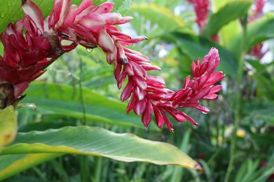 Close-up of wet red flowers