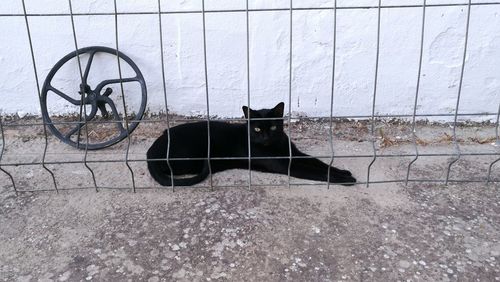 Cat on floor