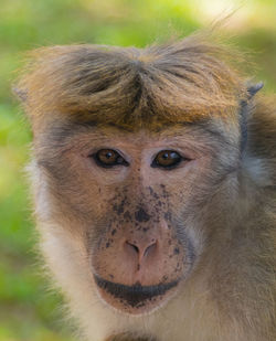 Close-up portrait of monkey