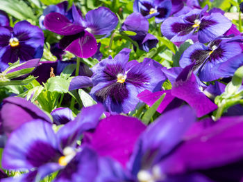 Close-up of purple flowering plants