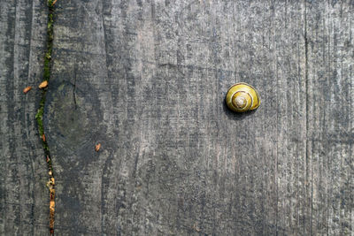 Close-up of snail on wood