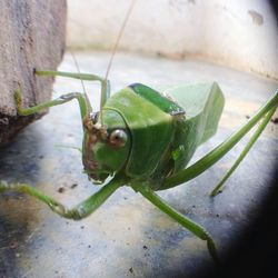 Close-up of insect on leaf