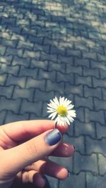 Close-up of hand holding white flowering plant