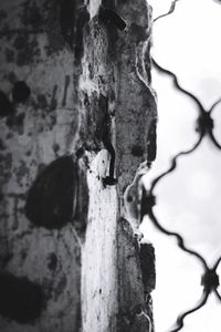 Close-up of tree trunk