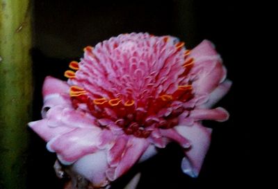 Close-up of pink flower