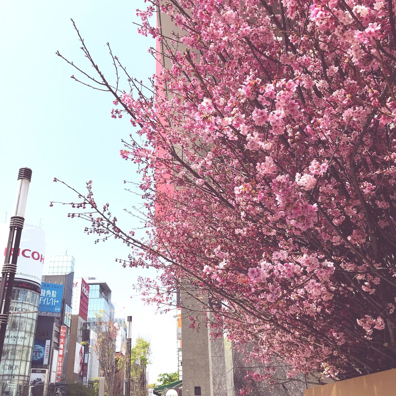 LOW ANGLE VIEW OF CHERRY BLOSSOM TREE AGAINST SKY