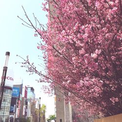 Low angle view of pink flowering tree against sky