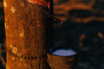 Close-up of drink on tree trunk