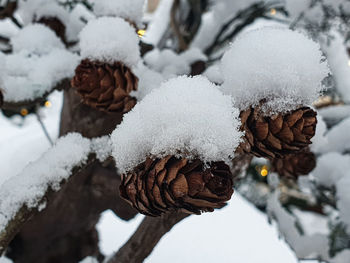 Close-up of snow covered pine cone