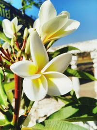 Close-up of frangipani blooming outdoors