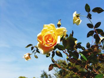 Close-up of yellow flowers blooming against sky