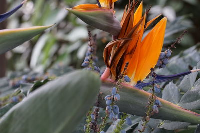 Bird of paradise blooming in lawn