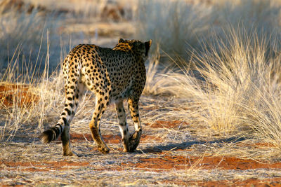 Full length of a cat