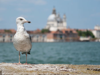 Seagull perching on a sea in venice 