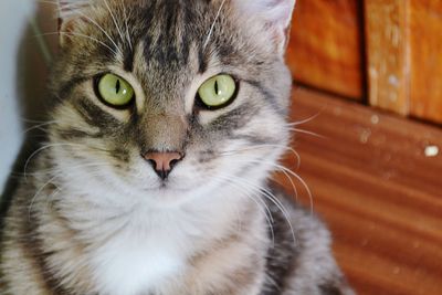 Close-up portrait of cat