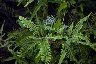 High angle view of fern leaves on tree