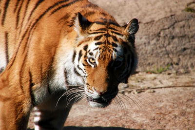 Close-up portrait of tiger