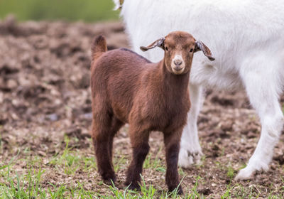 Portrait of two horses on field