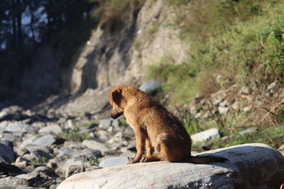 Lion sitting on rock