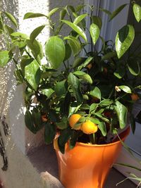 Potted plants in greenhouse