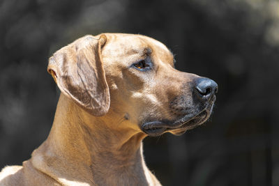 Close-up of dog looking away