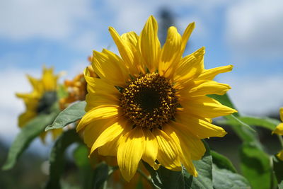 Sunflowers that are blooming in the garden