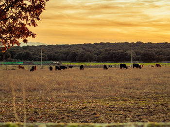 View of horses grazing in field during sunset