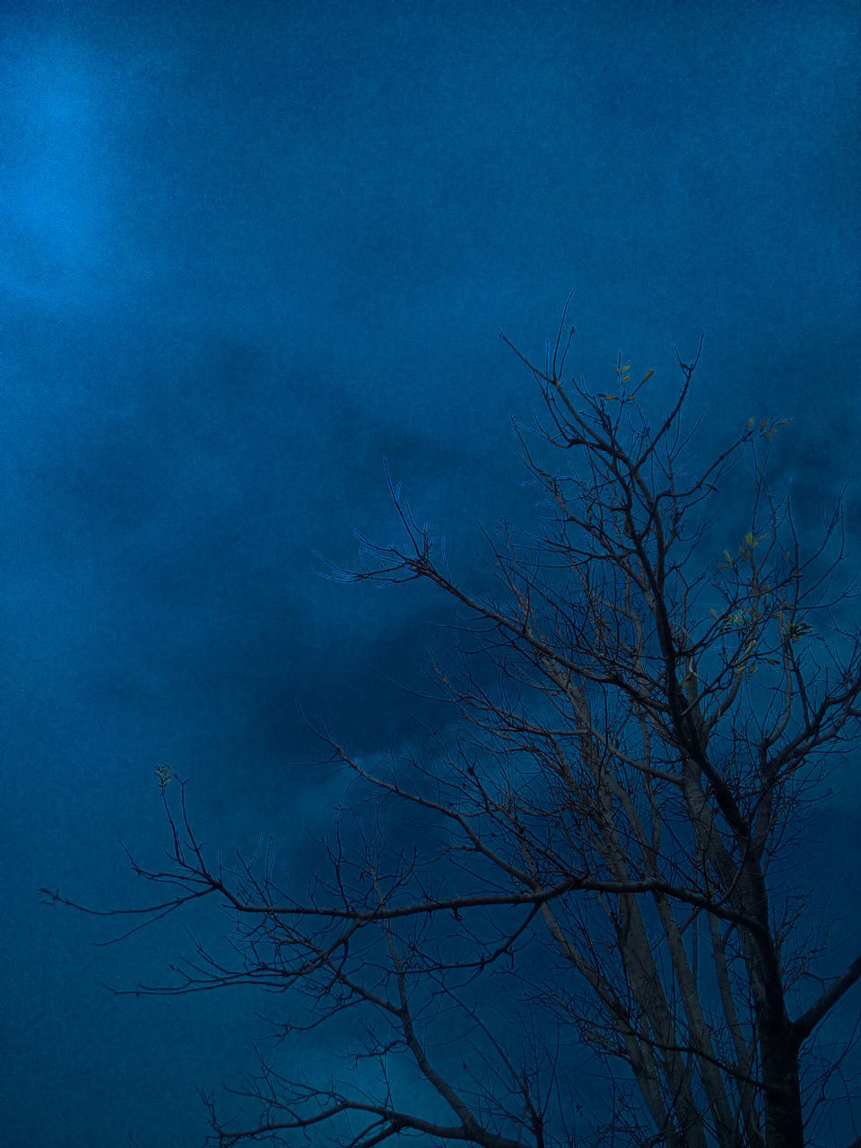 TREE AGAINST BLUE SKY