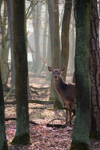 View of deer in forest