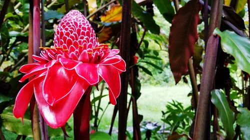 Close-up of red flower blooming outdoors