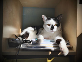 Portrait of cat relaxing on table at home