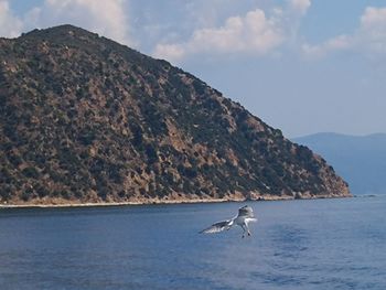 View of seagull flying over sea against mountains