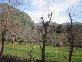 Trees on field against sky