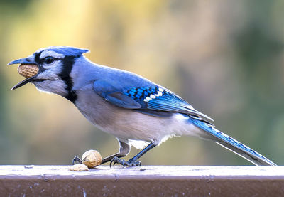 Close-up of bird perching on wood