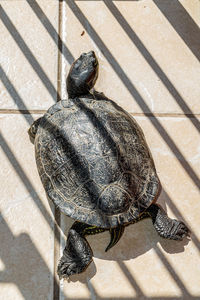 High angle view of turtle