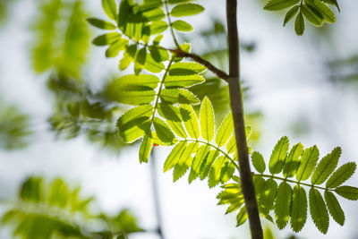 Beautiful rowan tree branches with leaves during spring season.