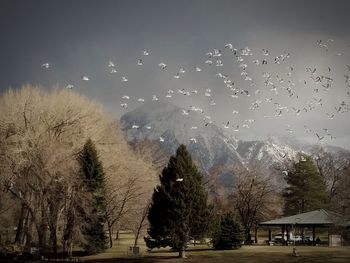 Birds flying over trees against sky