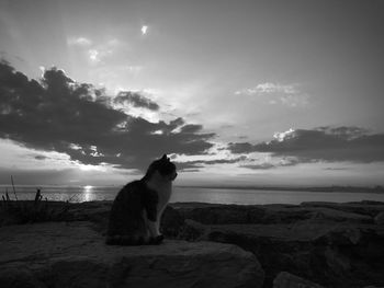 Cag sitting on rock by sea against sky