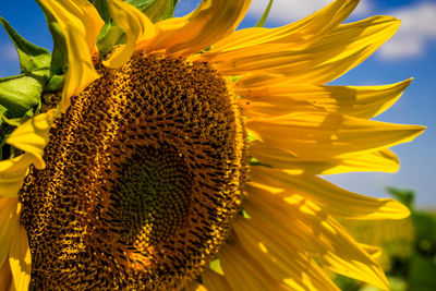 Close-up of sunflower