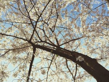 Low angle view of tree