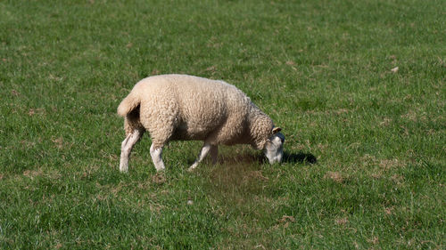 grass