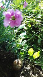 Close-up of purple flowering plant