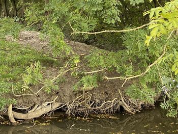 Scenic view of lake in forest
