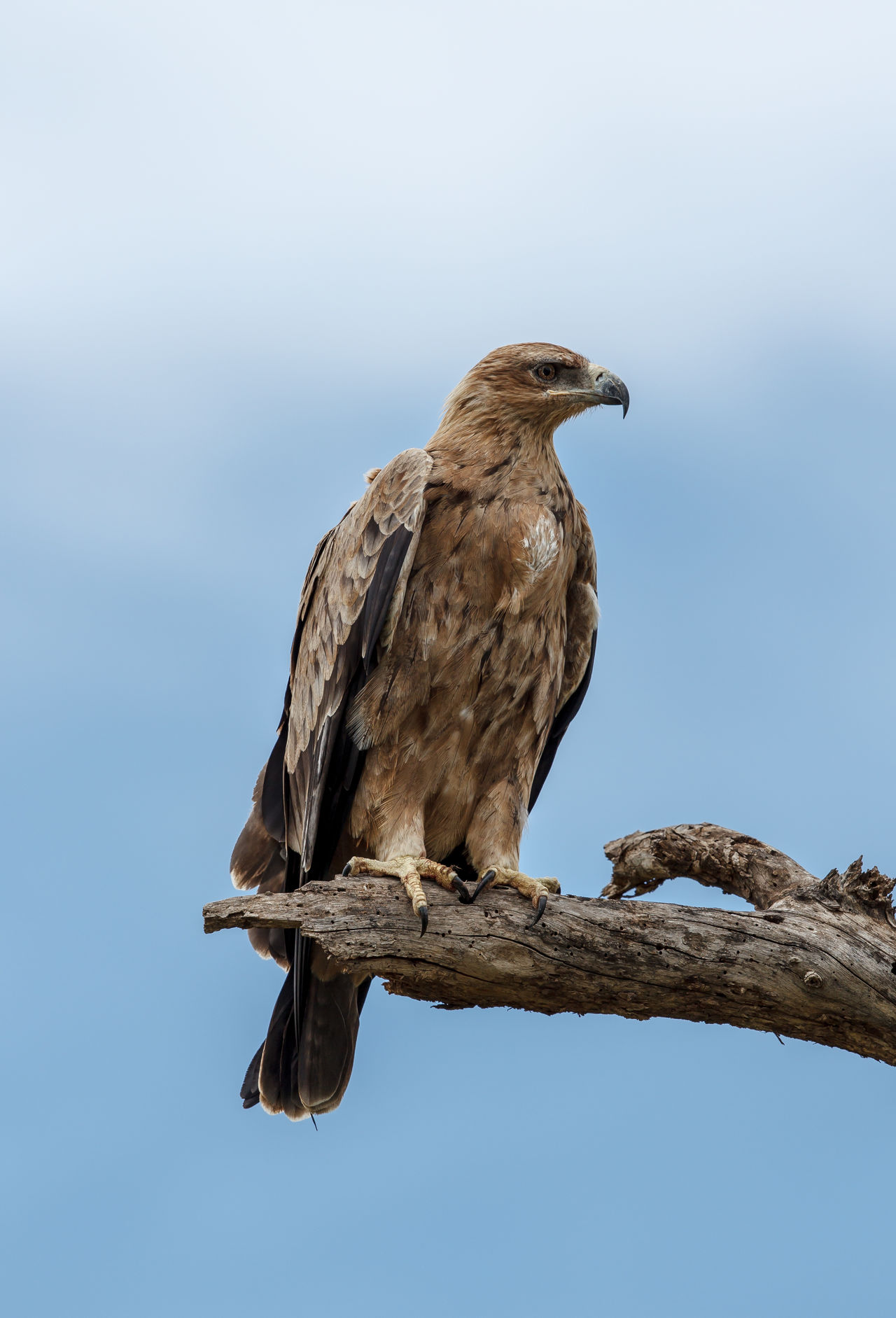 Large bird of prey