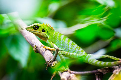 Close-up of lizard on leaf