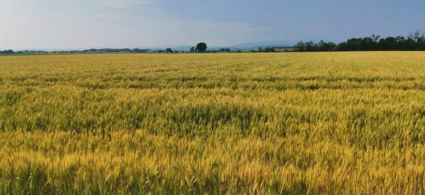 Scenic view of agricultural field against sky