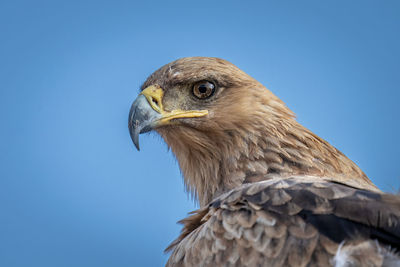 Close-up of tawny eagle head and neck