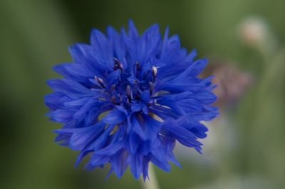 Close-up of purple blue flower