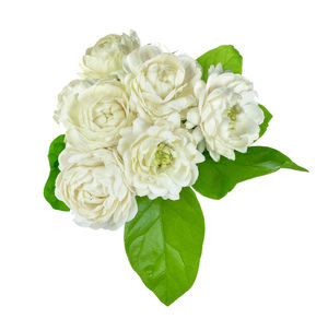 Close-up of rose bouquet against white background